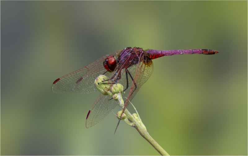 Best Intermediate Set Subject of the Month